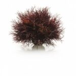 BiOrb Liliowiec szkarłatny